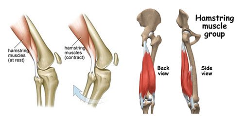 Hamstring Muscles