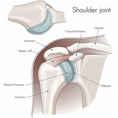 Reverse Shoulder Joint